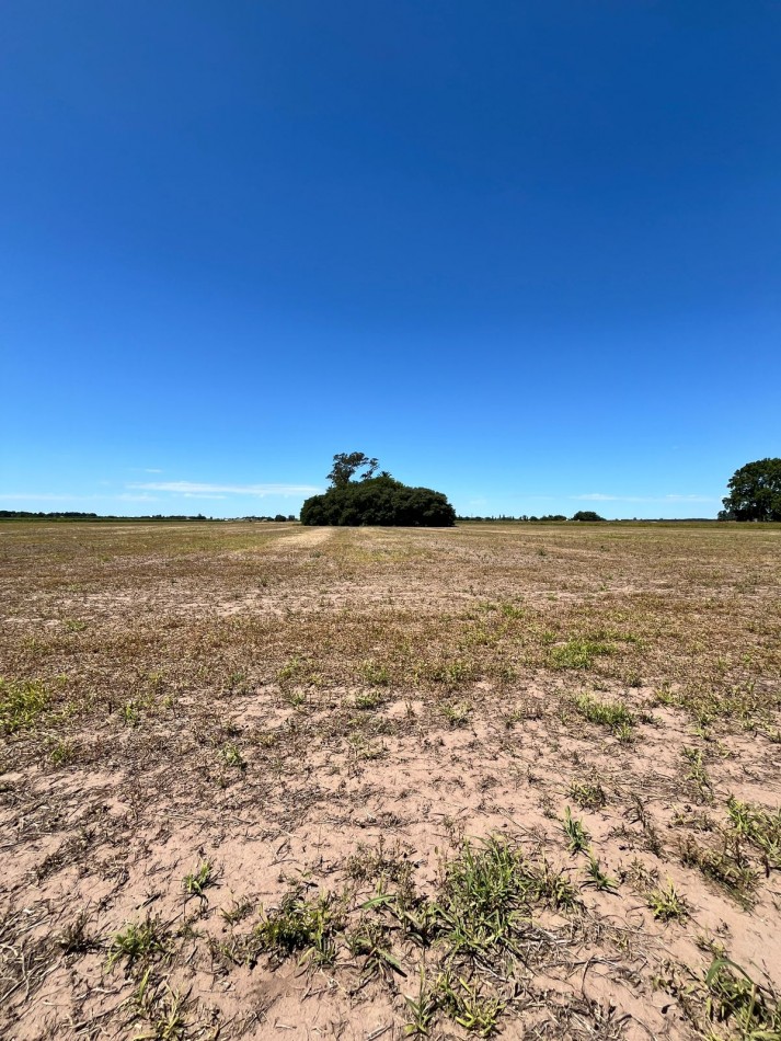 Campo Agricola en Venta